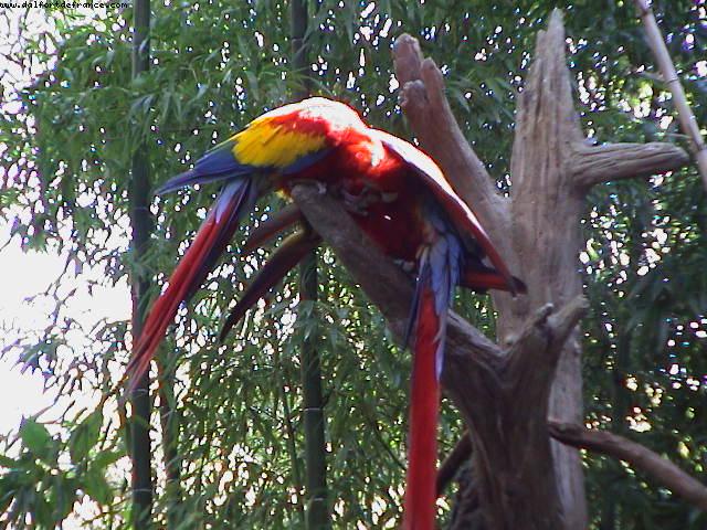 Animal Kingdom - Walt Disney World