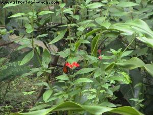 Roatan - Notre 2eme croisière RSVP (à Bord de l'Oosterdam)