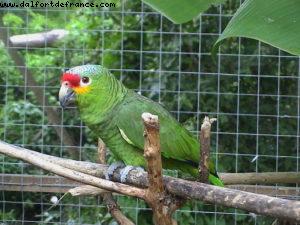 Roatan - Notre 2eme croisière RSVP (à Bord de l'Oosterdam)