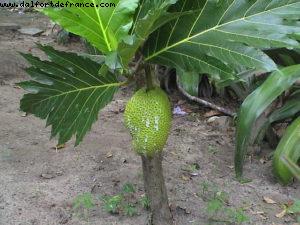 Roatan - Notre 2eme croisière RSVP (à Bord de l'Oosterdam)