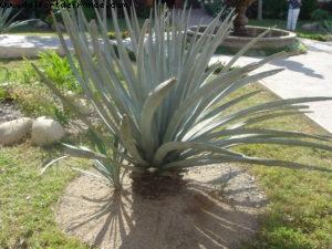 Puerto Vallarta - Our 3rd RSVP cruise (Oosterdam)