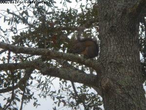 Animal Kingdom - Walt Disney World