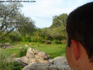 Animal Kingdom - Disney Gaydays - Walt Disney World