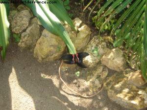 Grand Cayman Island - Our 11th Cruise (Explorer of the seas)