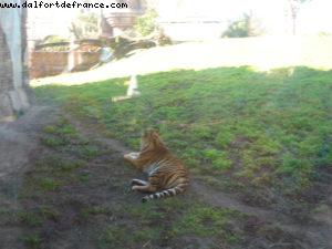 Animal Kingdom - Walt Disney World