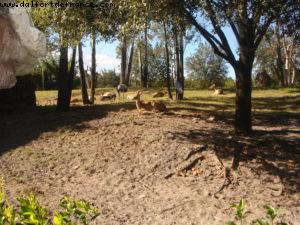 Animal Kingdom - Walt Disney World