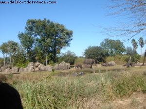 Animal Kingdom - Walt Disney World