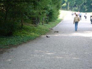 Schönbrunn Palace - Vienna