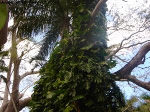 Chichen Itza - Our 5th RSVP cruise (Westerdam)