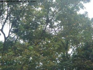 Limon - Our 6th RSVP cruise (Westerdam)