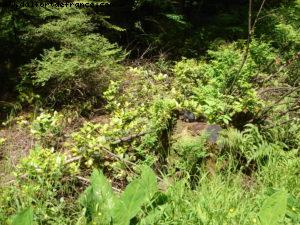 Vancouver - Our 7th Atlantis cruise (Celebrity Infinity)