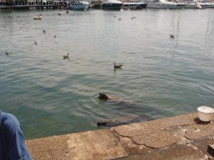 Punta Del Este - Our 12th Atlantis cruise (Oceania Insigna)