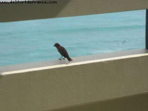 Hotel Sheraton Waikiki