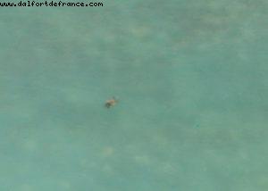 Hotel Sheraton Waikiki - Honolulu