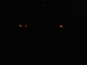 Lava on the Big Island - Hawaii - Our 13th Atlantis cruise (Pride of Hawaii)