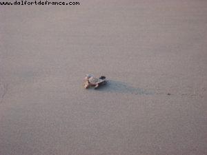 Our 18th Atlantis (Puerto Vallarta)