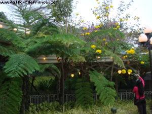 Disneyland - Hong Kong