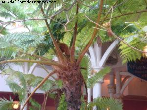 Disneyland - Hong Kong