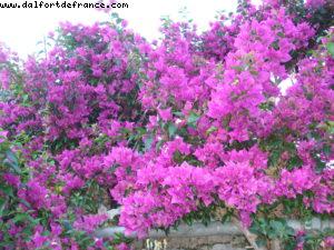 Amalfi Coast - Naples - Our 22nd Atlantis cruise (Navigator of the seas)