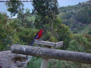 Beacon Point Ocean View Villas - Great Ocean Road