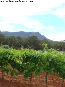 Tyrrell's Wine - Hunter Valley