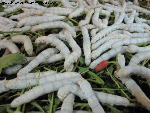 Hoi an - Our 26th Atlantis cruise (Azamara Quest)