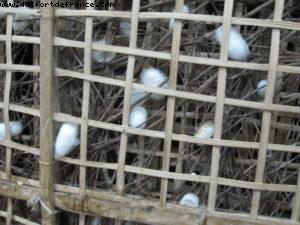 Hoi an - Our 26th Atlantis cruise (Azamara Quest)