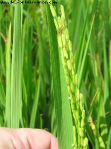 Hoi an - Our 26th Atlantis cruise (Azamara Quest)