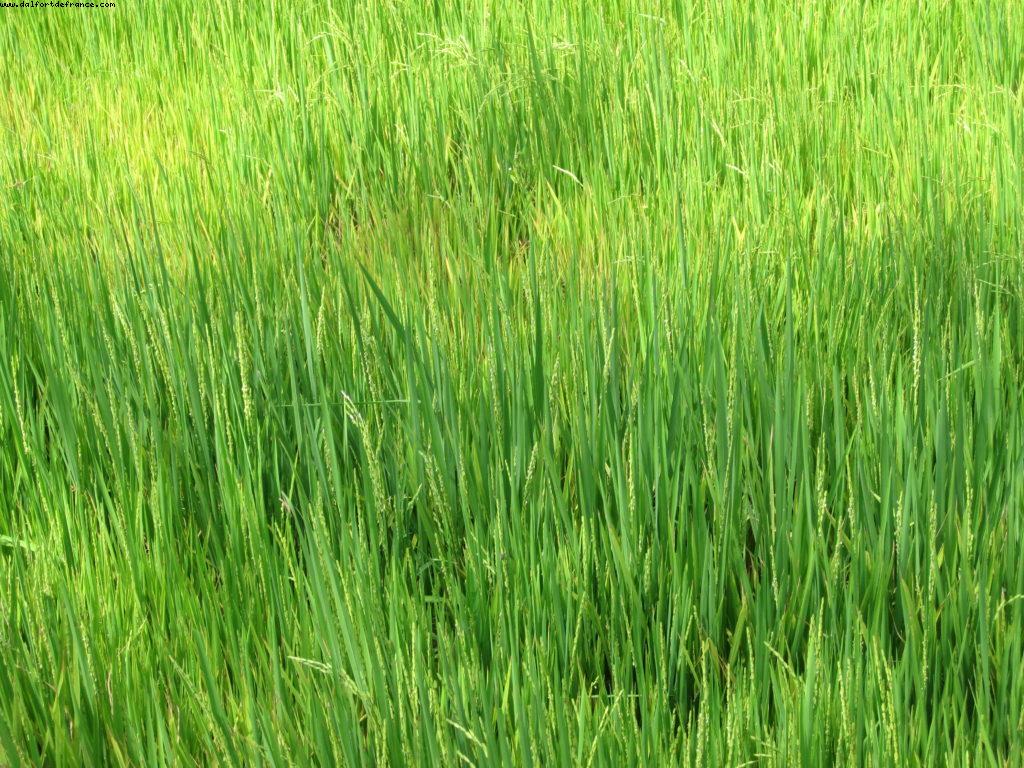 Hoi an - Our 26th Atlantis cruise (Azamara Quest)