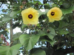 Tahiti - Our 27th Atlantis cruise (Paul Gauguin)