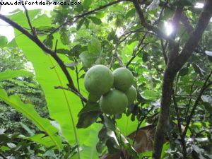 Tahiti - Our 27th Atlantis cruise (Paul Gauguin)