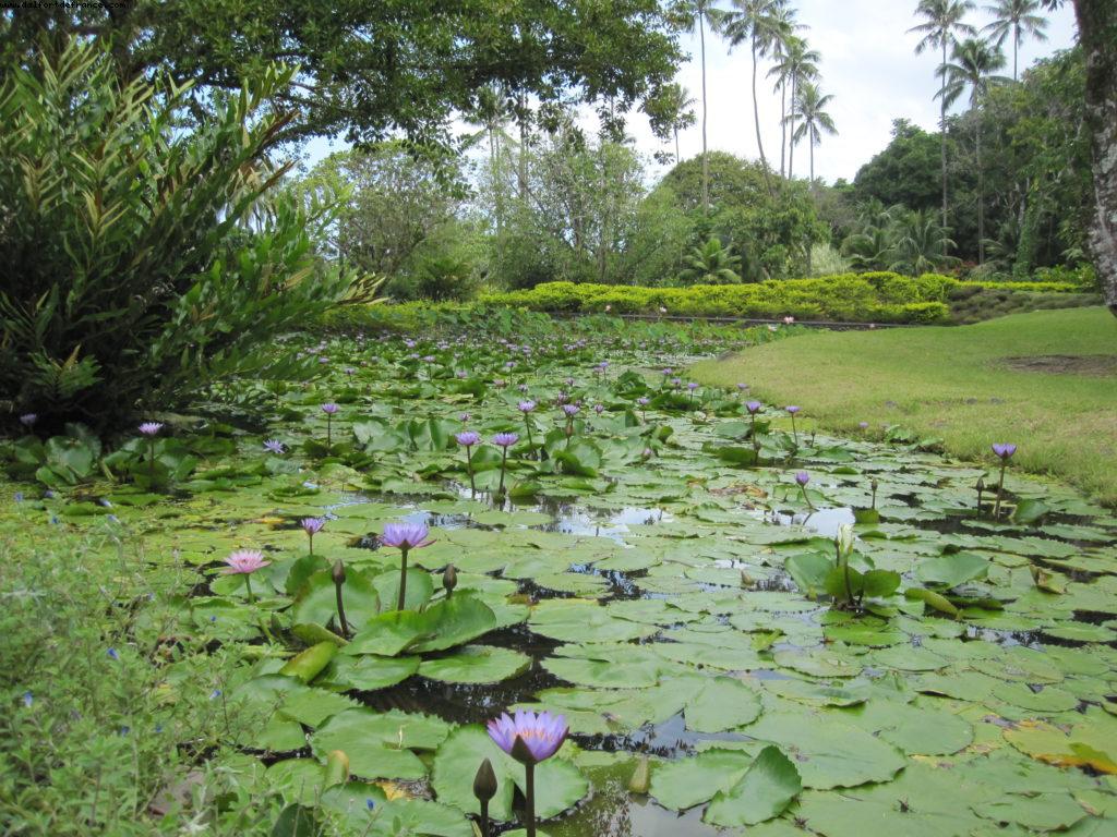 Tahiti - Our 27th Atlantis cruise (Paul Gauguin)
