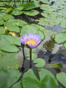 Tahiti - Our 27th Atlantis cruise (Paul Gauguin)