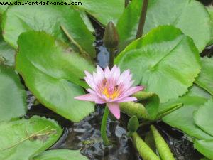 Tahiti - Our 27th Atlantis cruise (Paul Gauguin)