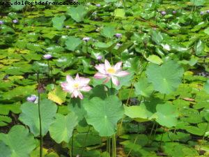 Tahiti - Our 27th Atlantis cruise (Paul Gauguin)