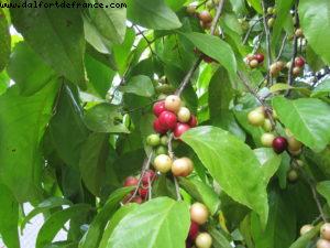 Tahiti - Our 27th Atlantis cruise (Paul Gauguin)