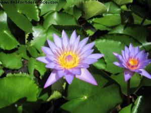 Raiatea - Tahiti - Our 27th Atlantis cruise (Paul Gauguin)