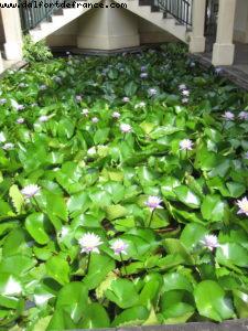 Raiatea - Tahiti - Our 27th Atlantis cruise (Paul Gauguin)