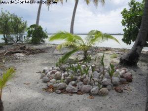 Taha'a - Motu Moana - Tahiti - Our 27th Atlantis cruise (Paul Gauguin)