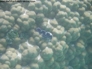 Taha'a - Motu Moana - Tahiti - Our 27th Atlantis cruise (Paul Gauguin)