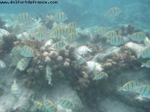 Taha'a - Motu Moana - Tahiti - Our 27th Atlantis cruise (Paul Gauguin)