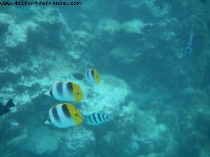 Taha'a - Motu Moana - Tahiti - Our 27th Atlantis cruise (Paul Gauguin)
