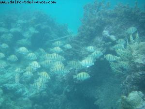 Taha'a - Motu Moana - Tahiti - Our 27th Atlantis cruise (Paul Gauguin)
