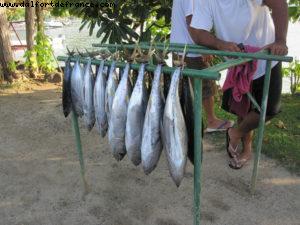 Bora Bora - Bicycle ride around the Island - Tahiti - Our 27th Atlantis cruise (Paul Gauguin)