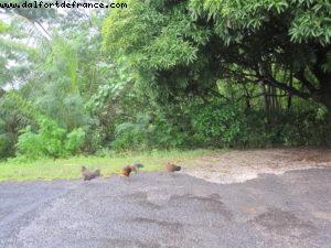 Moorea Tahiti - Our 27th Atlantis cruise (Paul Gauguin)
