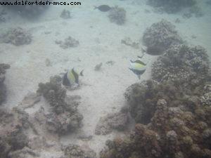 Hotel Le Meridien - Papeete - Our 27th Atlantis cruise (Paul Gauguin)