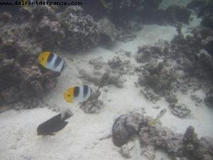 Hotel Le Meridien - Papeete - Our 27th Atlantis cruise (Paul Gauguin)