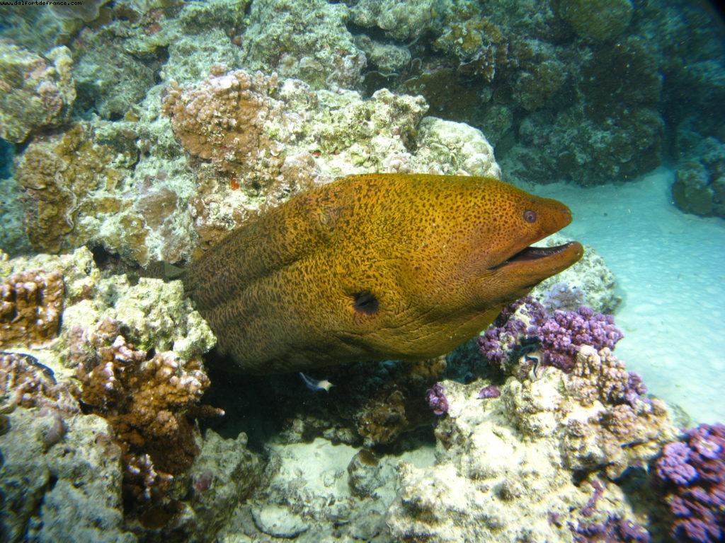 Scuba diving in Bora Bora