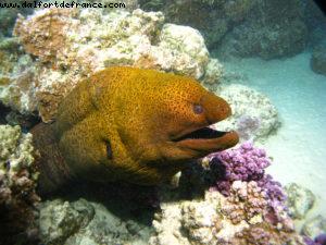 Scuba diving in Bora Bora