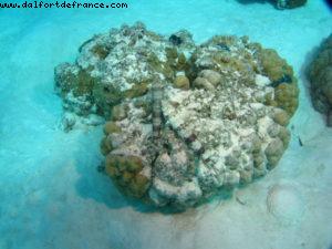 Scuba diving in Bora Bora